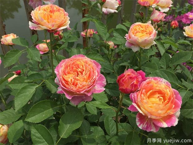 月季盆栽該如何矮化？(圖1)