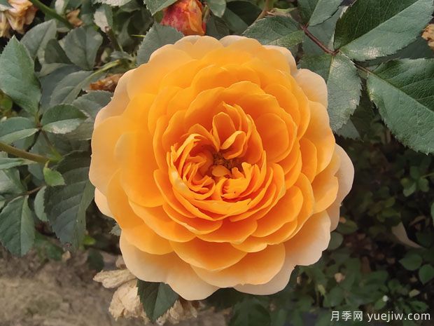 7個勤花好養(yǎng)殖的盆栽切花玫瑰，情人節(jié)讓愛更長久(圖1)