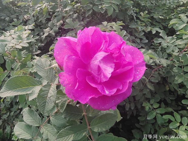 玫瑰？月季？薔薇？如何分清楚？情人節(jié)送的是什么？(圖2)