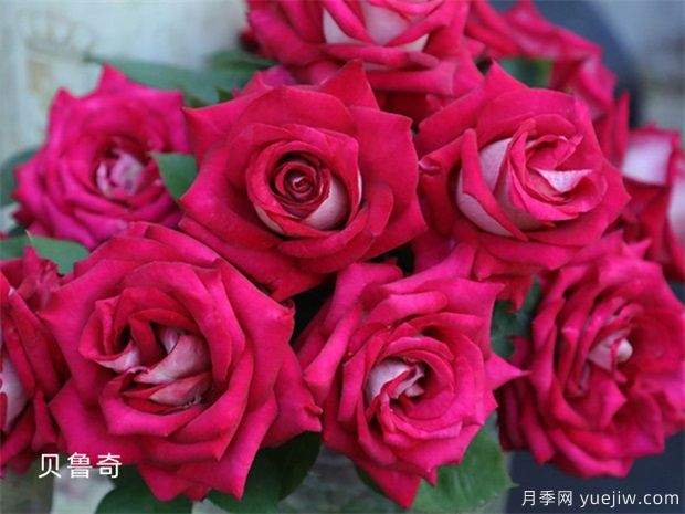 避開(kāi)月季養(yǎng)護(hù)的6個(gè)坑，月季花很好養(yǎng)殖(圖1)