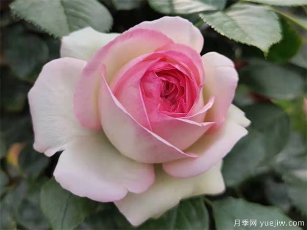 秋天月季養(yǎng)護(hù)小知識，秋季修剪和澆水與病蟲害防治(圖1)