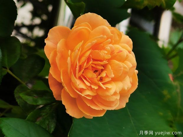 推薦11個小型藤本月季品種，2米以下適合小空間(圖3)