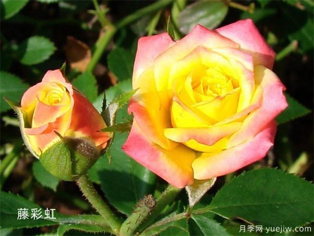 推薦11個小型藤本月季品種，2米以下適合小空間(圖5)