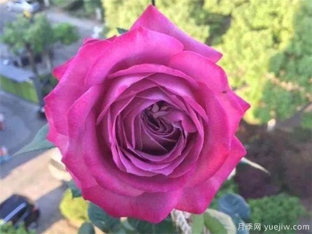 中國(guó)十大名花圖片，盤點(diǎn)各種好看的花卉(圖1)