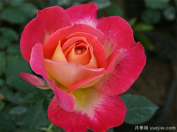 適合種陽臺耐高溫還開花的花卉有哪些？(圖1)