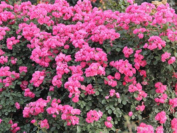 月季花不同品種的簡(jiǎn)介和代表(圖1)