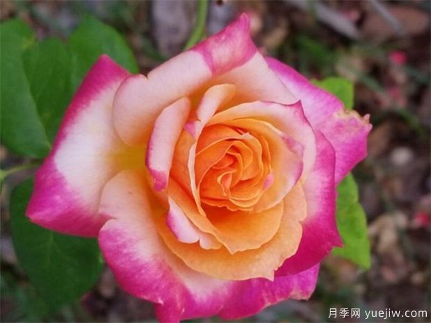 月季花不同品種的簡(jiǎn)介和代表(圖2)