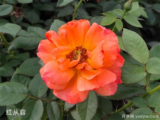 月季花不同品種的簡(jiǎn)介和代表(圖3)