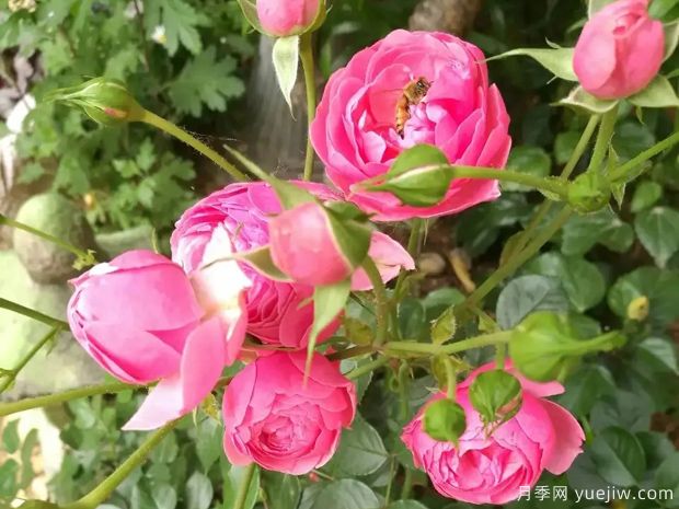秋冬季盆栽月季花卉施肥的要點(圖1)