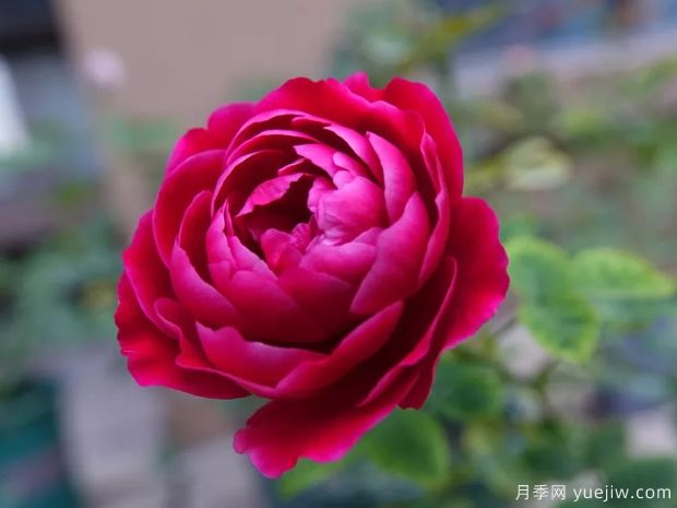 月季花有哪些種類？月季花常見(jiàn)的繁殖方法有哪些？(圖1)
