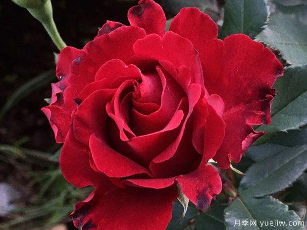 致敬芭芭拉月季/紀念芭芭拉月季(圖1)