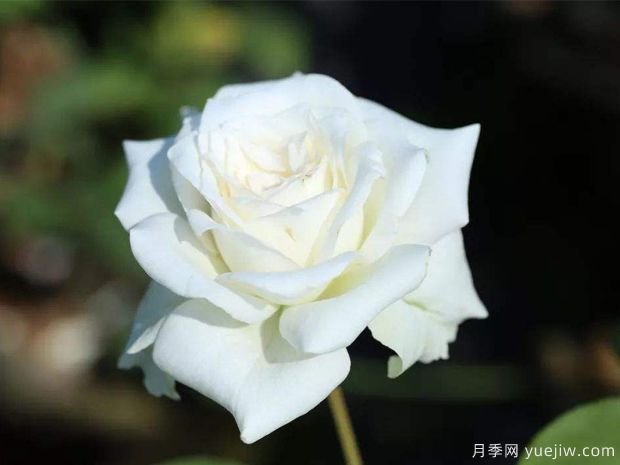 推薦6個(gè)漂亮月季品種，號(hào)稱全網(wǎng)零差評(píng)的完美(圖3)