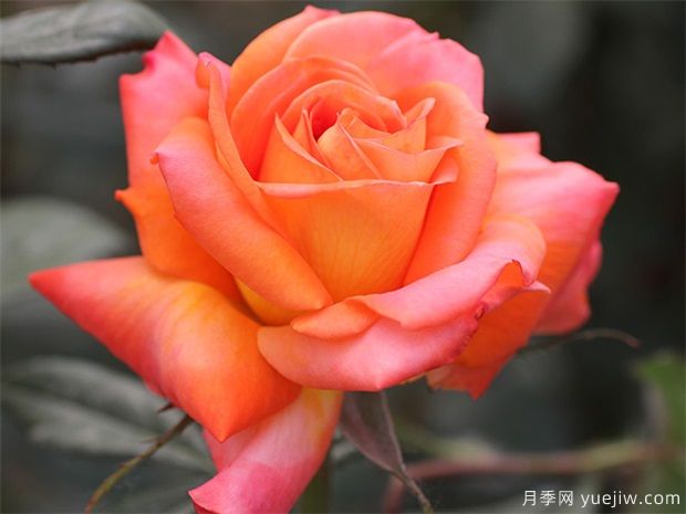 大花月季人人愛，如何把大花月季養(yǎng)的枝繁葉茂？(圖1)