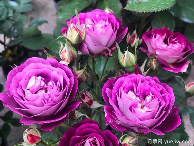 冬季苗圃這么澆水，減少一半凍傷量(圖1)
