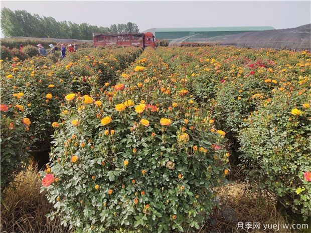 種什么花木不愁銷、利潤高、比較有前景？(圖1)