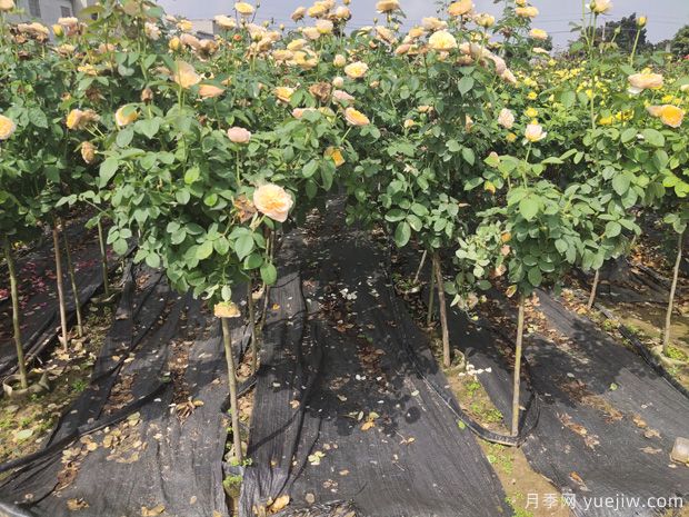 家中陽臺種植盆栽月季樹需考慮的實(shí)際情況有哪些？(圖1)