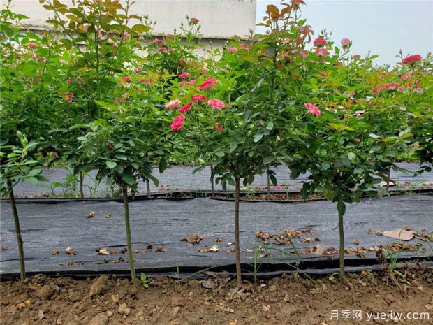 南陽(yáng)綠化苗木種植規(guī)范(圖1)