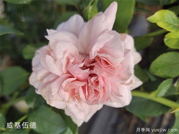 推薦全國(guó)花友公認(rèn)的十大好養(yǎng)好看的月季品種(圖8)