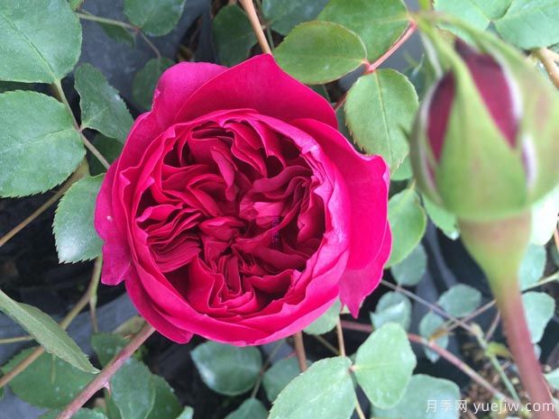 秋日胭脂月季介紹，花色豐富花型多變(圖1)