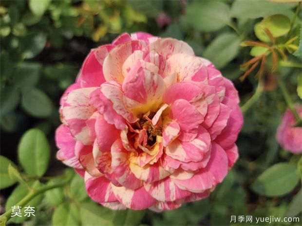 適合新手的月季莫奈，做好4個細節(jié)，長勢旺旺(圖1)