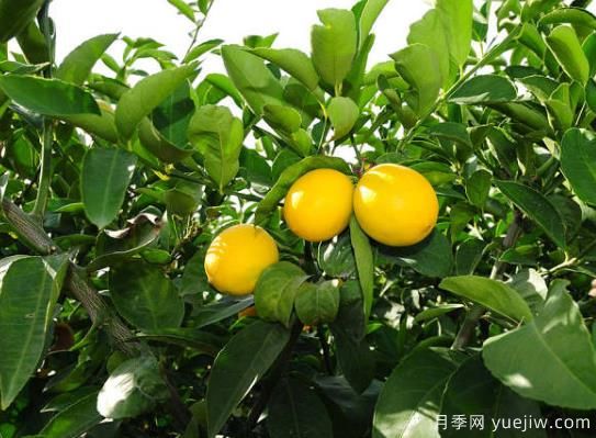 盆栽檸檬樹掉葉子怎么辦？(圖1)