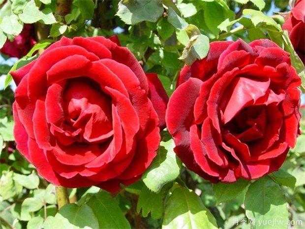 15種室內(nèi)花卉的養(yǎng)護(hù)知識(shí)，月季很好養(yǎng)(圖1)