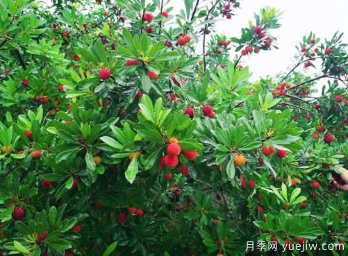 楊梅什么品種比較好？楊梅樹育苗方法(圖1)