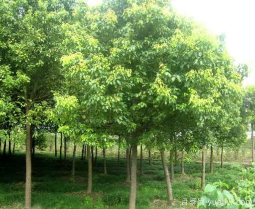 香樟葉子老發(fā)黃，緩解黃化的具體措施(圖1)