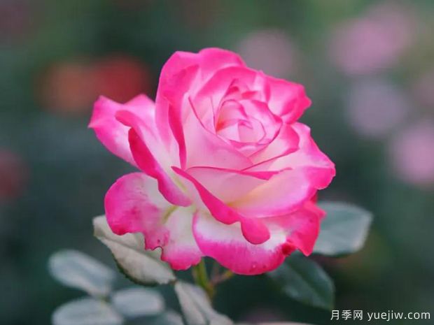 養(yǎng)護(hù)月季抓好4點(diǎn)，讓月季枝粗葉茂盛芽壯花猛開(kāi)！(圖1)