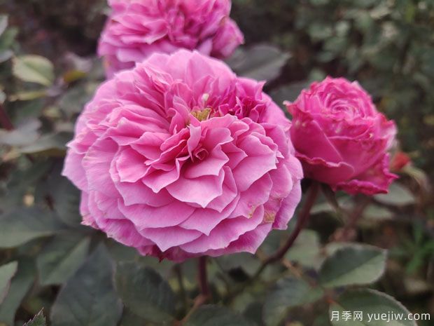 養(yǎng)好盆栽月季，要掌握好盆土水肥光害六個(gè)環(huán)節(jié)(圖1)