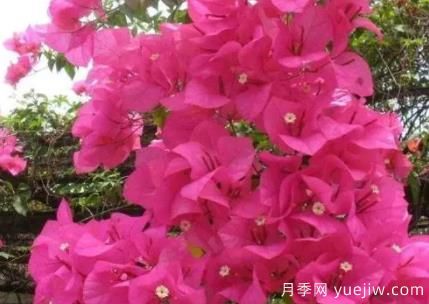 三角梅冬季如何修剪？三角梅冬季養(yǎng)護方法(圖1)