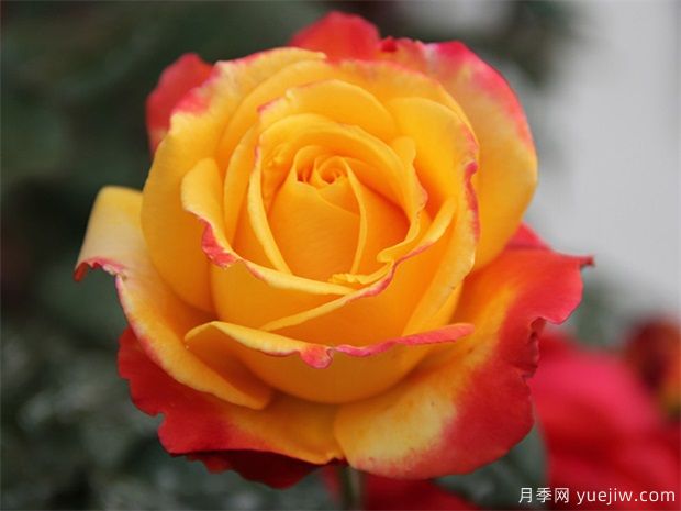 月季花如何保鮮？月季花的保存方法有哪些？(圖1)