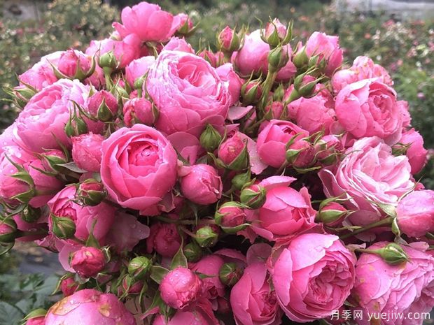 長(zhǎng)得快，抗性強(qiáng)，推薦適合打造庭院的月季花(圖2)