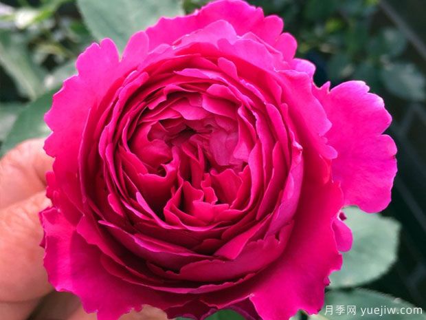 芳香花園月季的優(yōu)缺點是什么？(圖1)