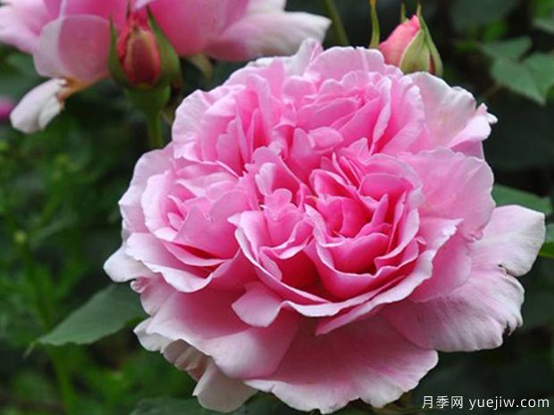 春日月季的優(yōu)缺點(diǎn)是什么？(圖1)