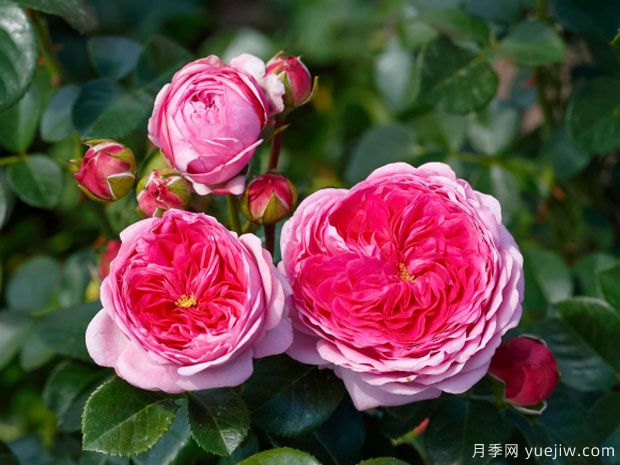 現(xiàn)代藝術(shù)月季的優(yōu)缺點(diǎn)是什么？(圖1)