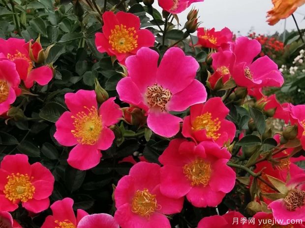 老祖宗留下的養(yǎng)花口訣，記住了，何愁花草長(zhǎng)不旺！(圖1)