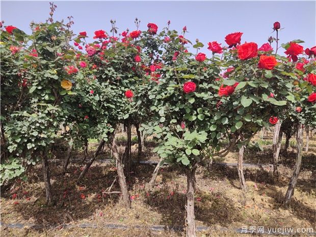 樹(shù)狀月季為何開(kāi)花少？(圖1)