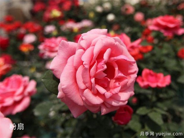 大花月季價格：大號月季花苗多少錢一株(圖2)