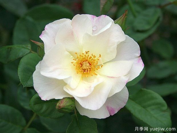 酷變?cè)录?圖1) 酷變?cè)录?圖1)