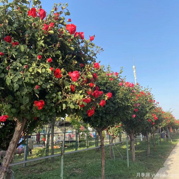 苗木買回家假植注意事項！(圖1)