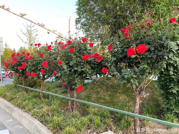 夏季養(yǎng)月季花怎么樣？(圖1)