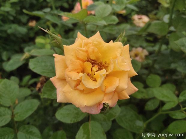 月季花不僅觀賞價值高，還有一定的醫(yī)學(xué)價值(圖1)