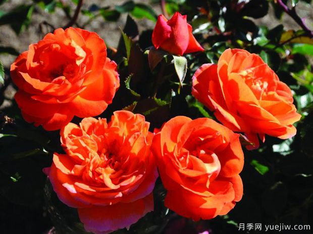 芒果陽臺(tái)月季/芒果月季(圖1)