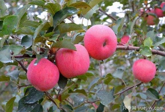 種植蘋(píng)果樹(shù)賺錢(qián)嗎(圖1)