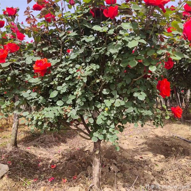 月季花該如何修剪？一定要小心仔細(xì)(圖1)
