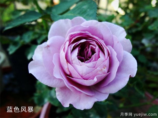 藍(lán)色風(fēng)暴月季，浪漫又好看，為什么難養(yǎng)呢？(圖1)