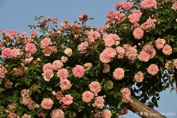 藤本月季花應(yīng)該如何牽引？(圖1)