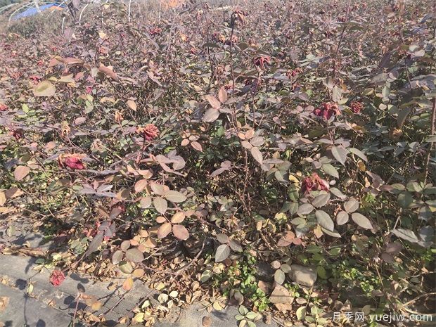 冬季盆栽月季杯苗清地銷(xiāo)售(圖3)