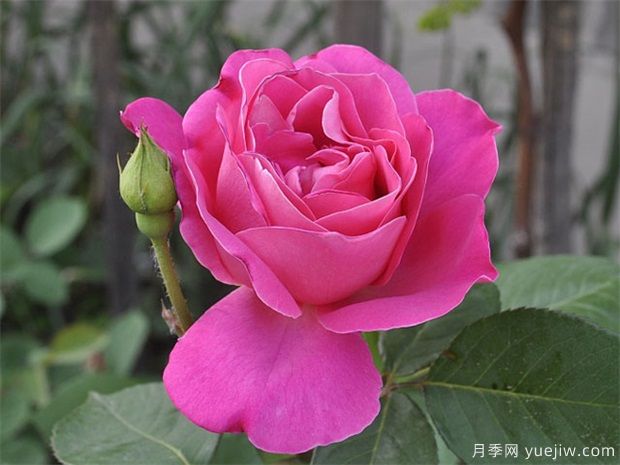 讓同一盆的月季花同一天開花，應(yīng)該如何做？(圖1)